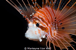 Portrait of a lion fish lite up with snoot by Marteyne Van Well 